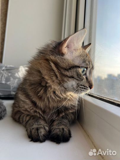 Котик в добрые руки