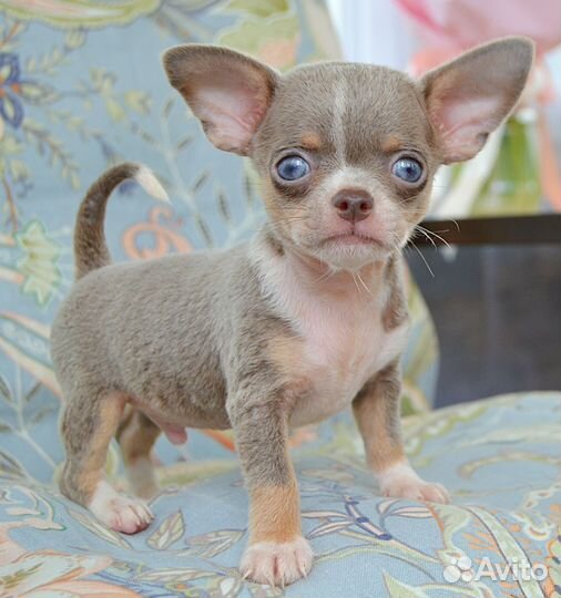 Мальчик чихуахуа