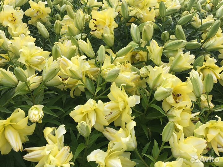 Лилии Экзотик Сан