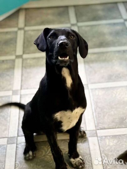 Собака в добрые руки