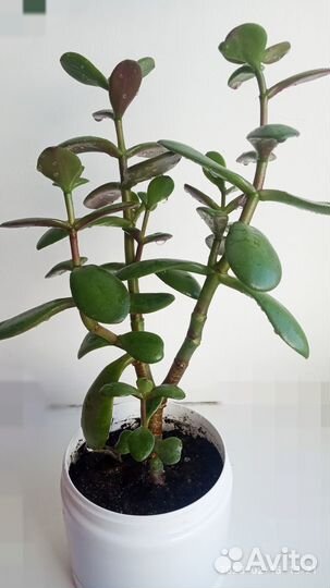 Денежное дерево (Толстянка)