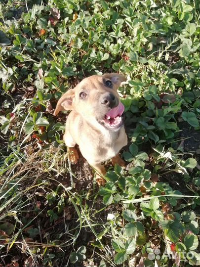 Щенки от небольшой собачки