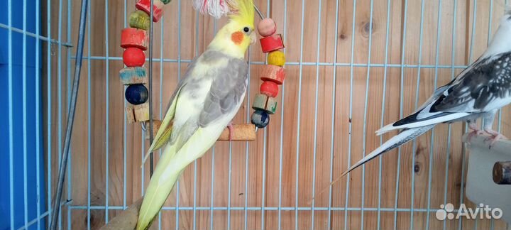 Попугай корелла