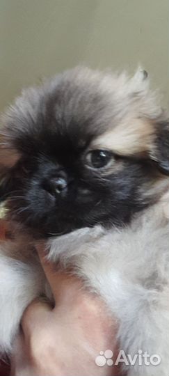 Щенки пекинеса