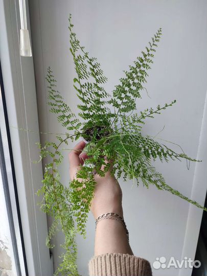 Папоротник