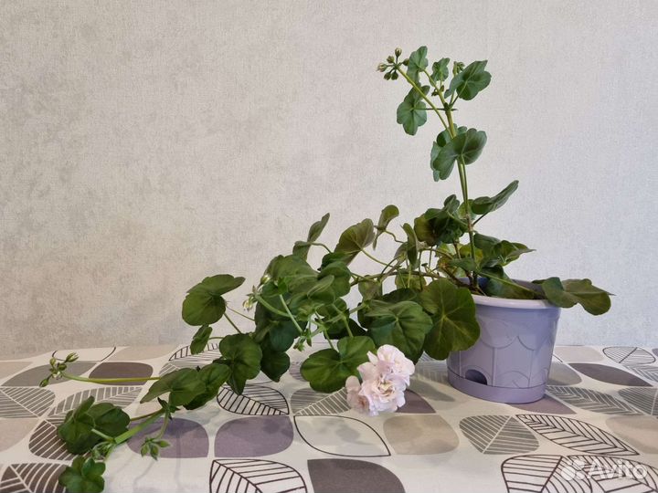 Герань ise rose плющелистная