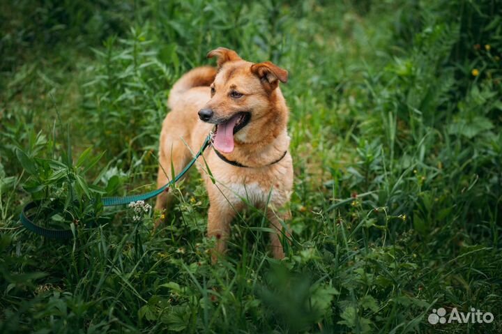 Маленькая рыжая бестия, собачка-лисичка
