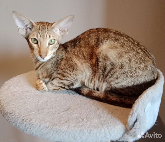 Ориентальные котята