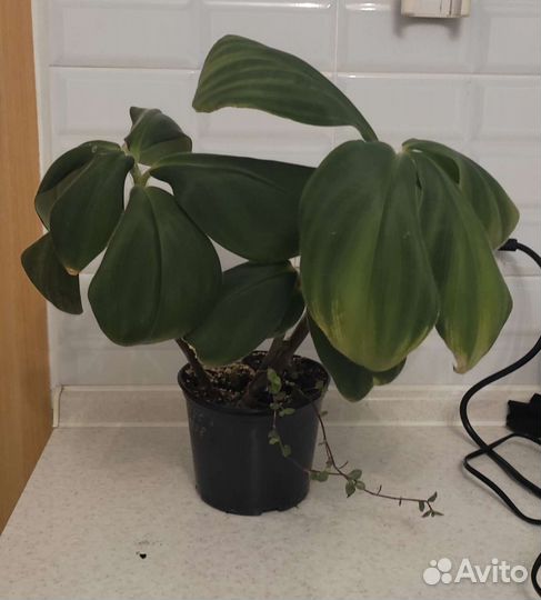 Костус пушистый