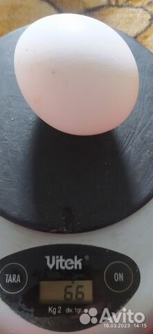 Домашние куриные яйца