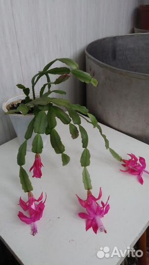 Цветок декабрис