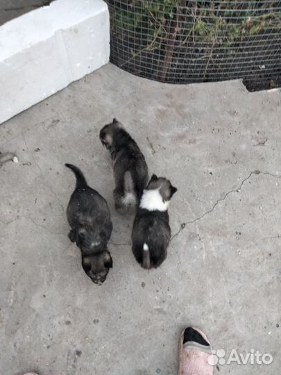 Сибирский хаски