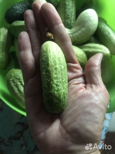 Лисички, груша,огурцы,помидоры,смородина