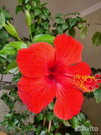 Гибискус. китайская роза. дерево