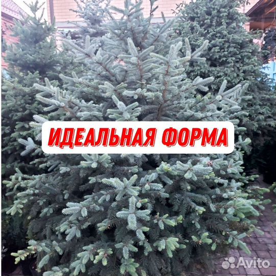 Голубые ели с гарантией доставкой посадкой
