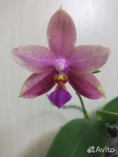 Орхидея фаленопсис Лиодоро арома