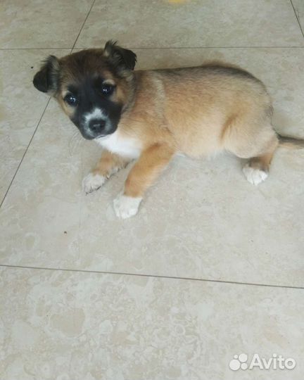 Щенки в добрые руки