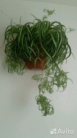 Домашние цветы(Хлорофитум)