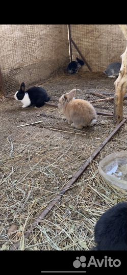 Декоративные кролики