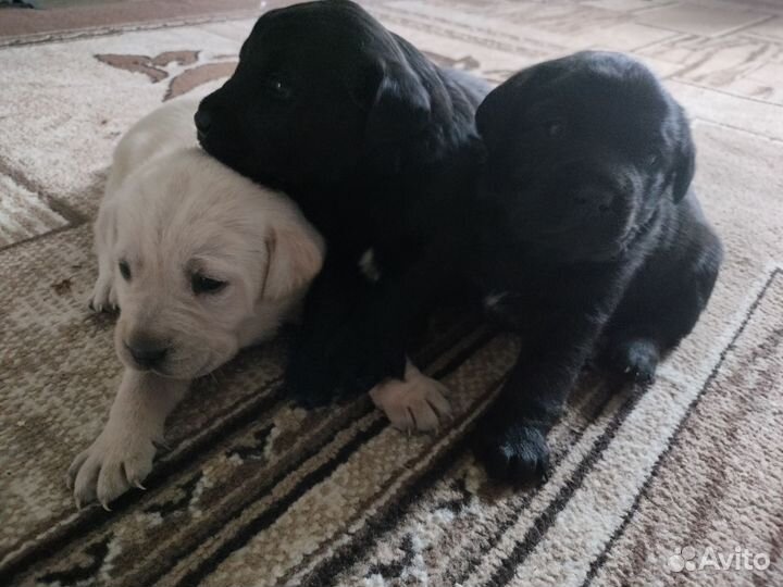 Лабрадор ретривер