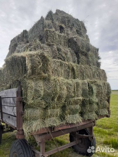 Сено отличного качества) 2023