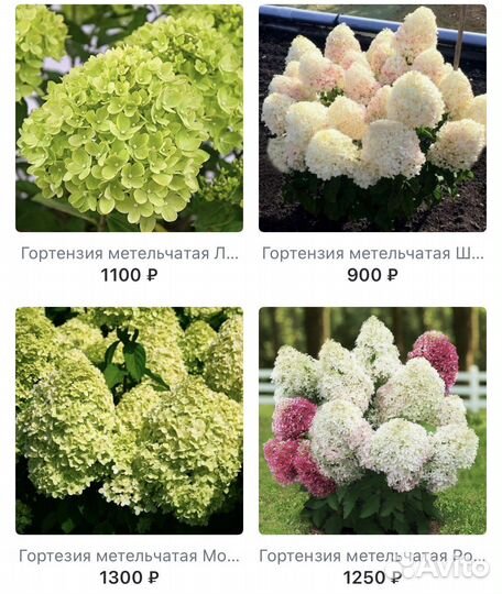 Гортензии саженцы