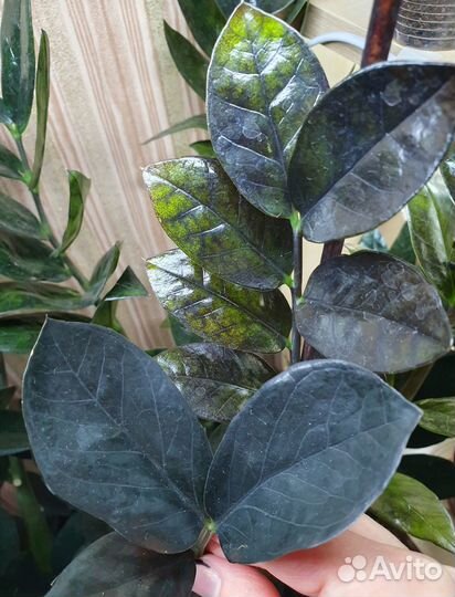 Черный замиокулькас (долларовое дерево)