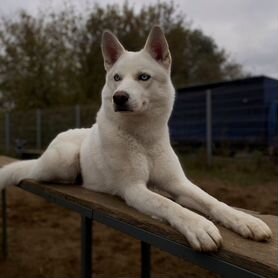 Сибирский хаски вязка и фотосессии/съемки