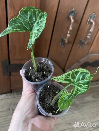 Сингониумы