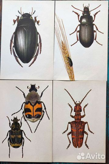 Иллюстрации жуки картинки