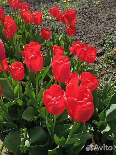 Луковицы тюльпанов