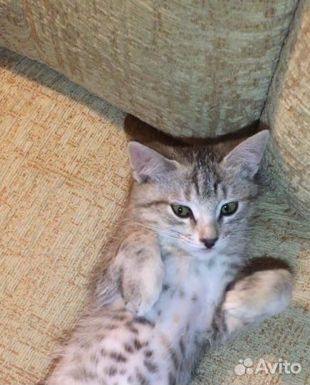 Котёнок-девочка в добрые руки