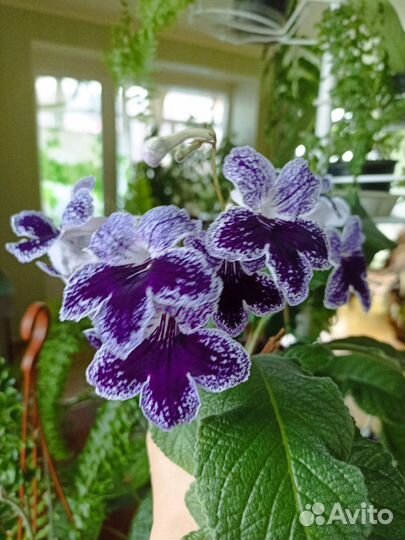 Стрептокарпусы