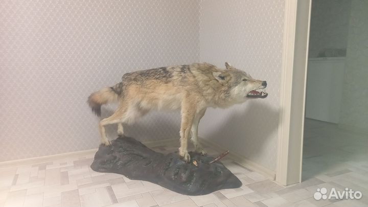 Чучело волка