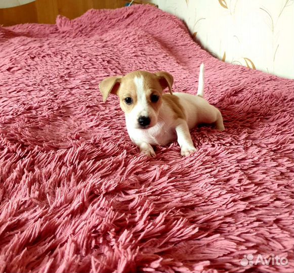 Щенок джек рассел