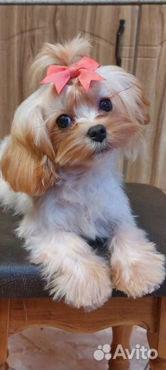 Мальтипу f1 мини девочка