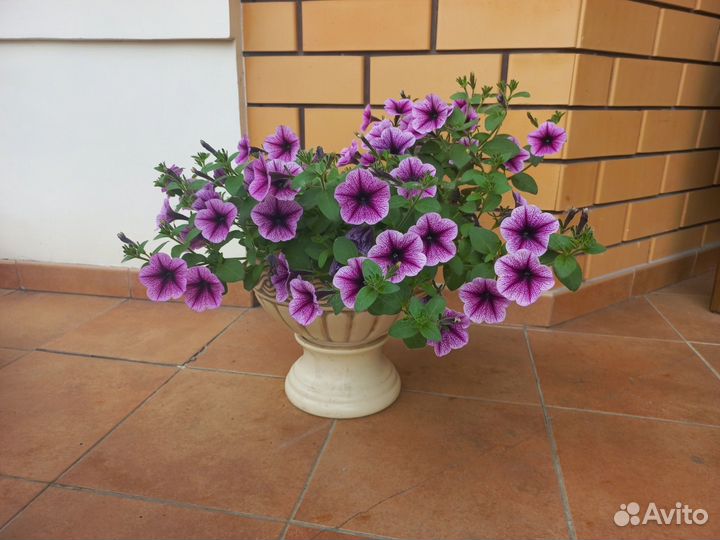 Петунии ампельные сортовые в кашпо