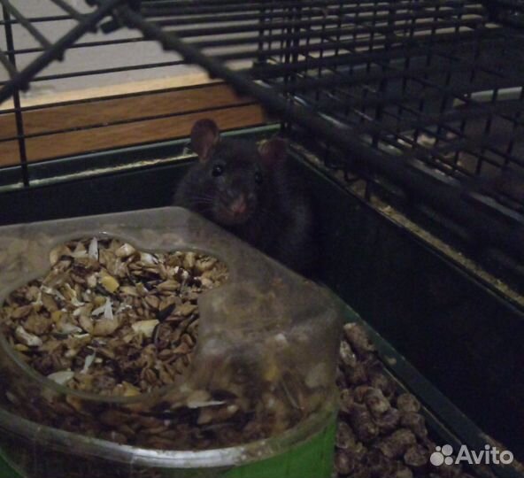 Крыса дамбо