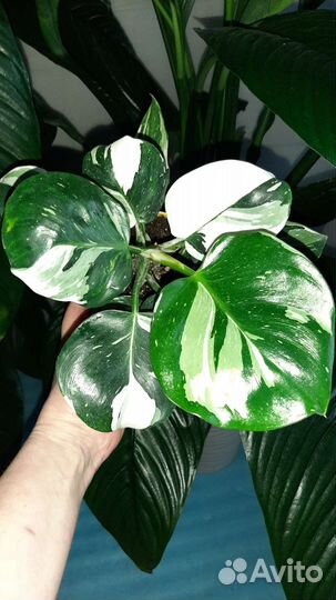 Филодендрон white wizard