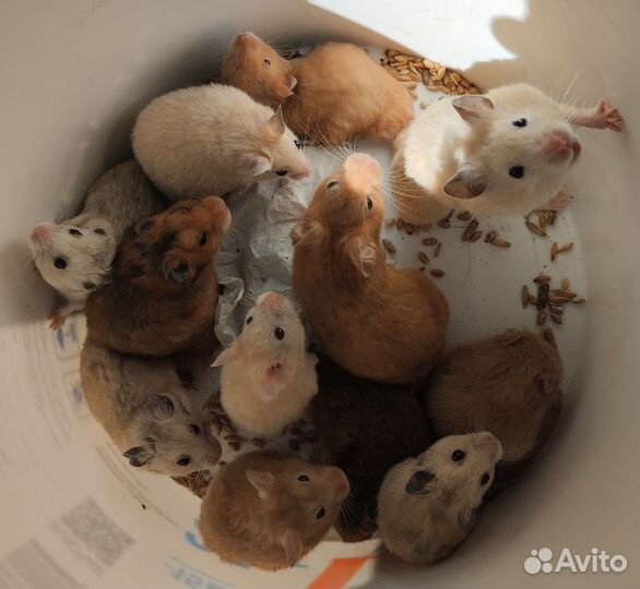 Сирийчата малыши и подростки на подарки