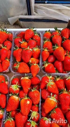 Клубника оптом