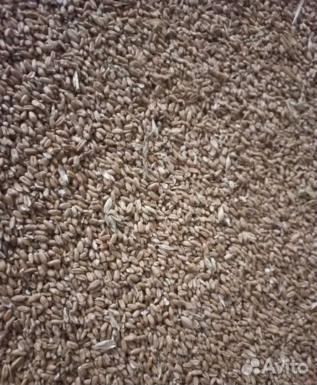 Кормовой горох, Рожь яровая корма