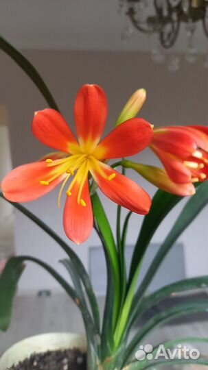 Экзотические комнатные растения