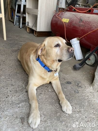 Кобель лабрадора вязка