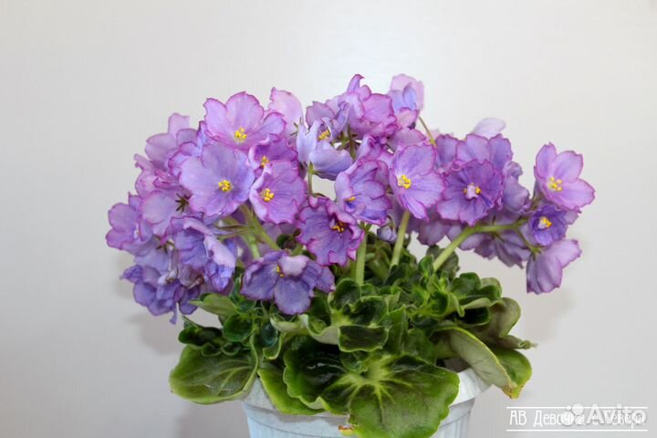 Ав- Девочка с Севера. Фиалка- детки