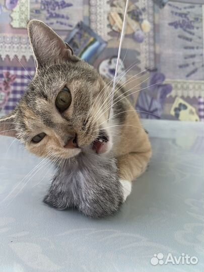 Устала ждать