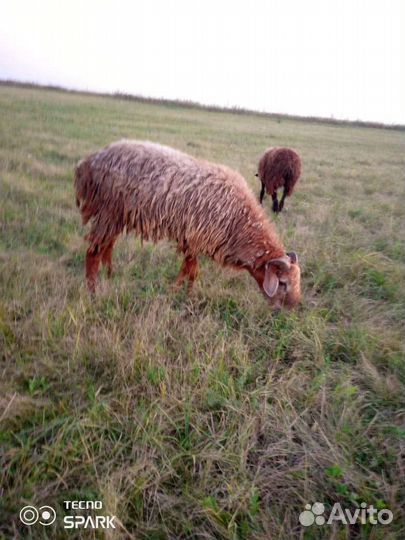 Овцы бараны