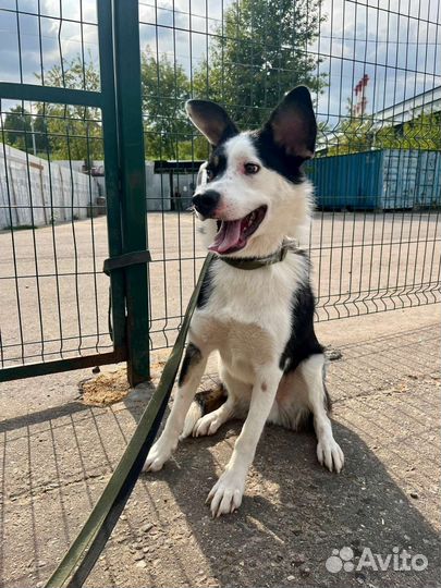 Пёсик Шут из приюта в семью