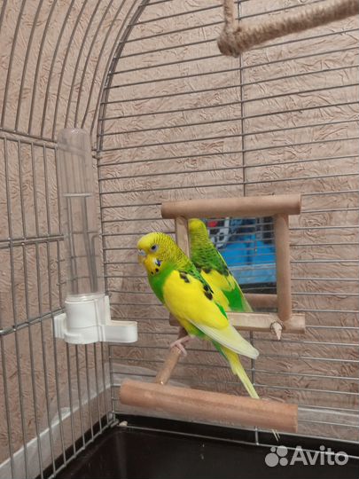 Волнистый попугай