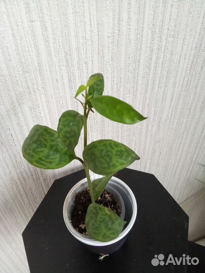 Кроссандра